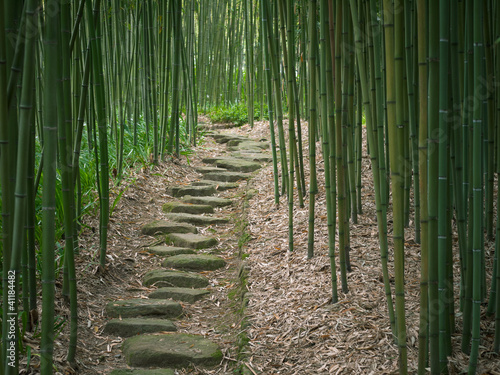 Path in the Bamboo Forest