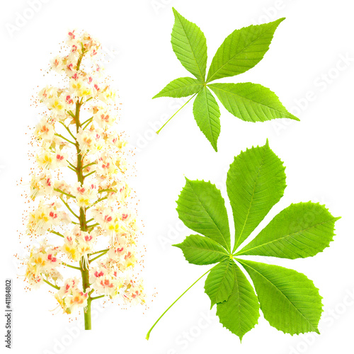 Chestnut . Castanum flower and leaves