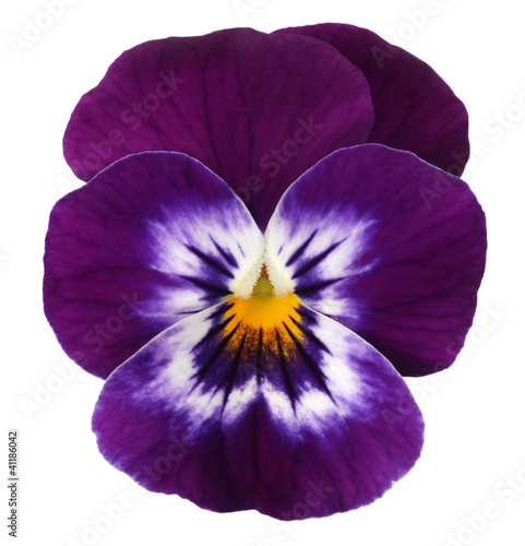 violett blue white pansy isolated on white background