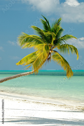 Palm tree on ocean beach © zhekos