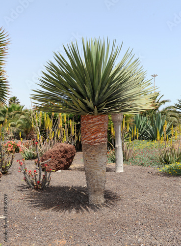 Yucca dans le jardin de l'hôtel Elba Carlota, Caleta de Fuste, photo