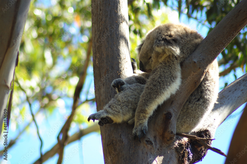 Naklejka premium sleeping koala