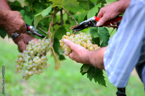 Vendemmia ed uva photo