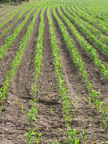 maize meadow in countryside