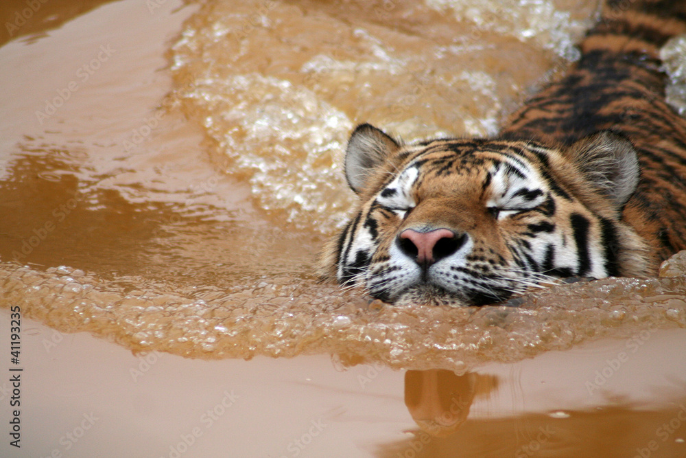 Fototapeta premium Amurtiger