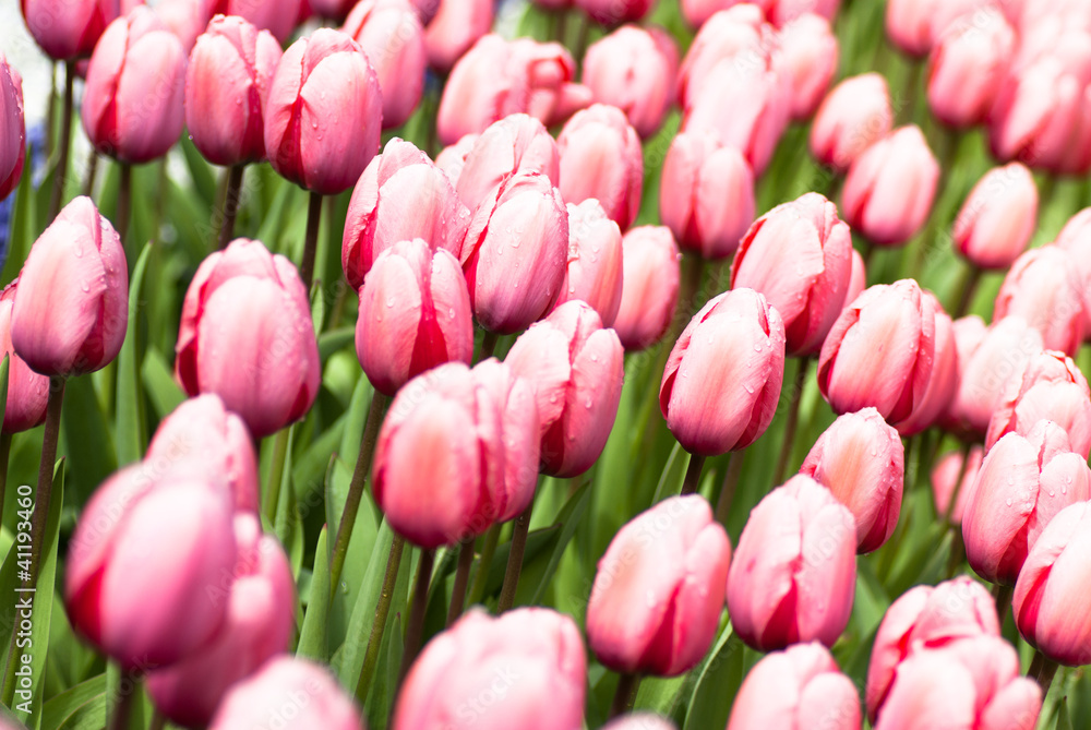 dutch tulips dutch tulips