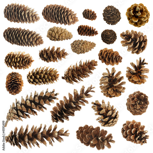 Big set of cones various coniferous trees isolated on white