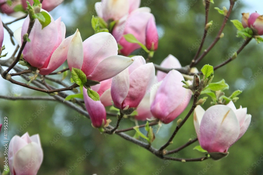 Blooming tree Blooming tree