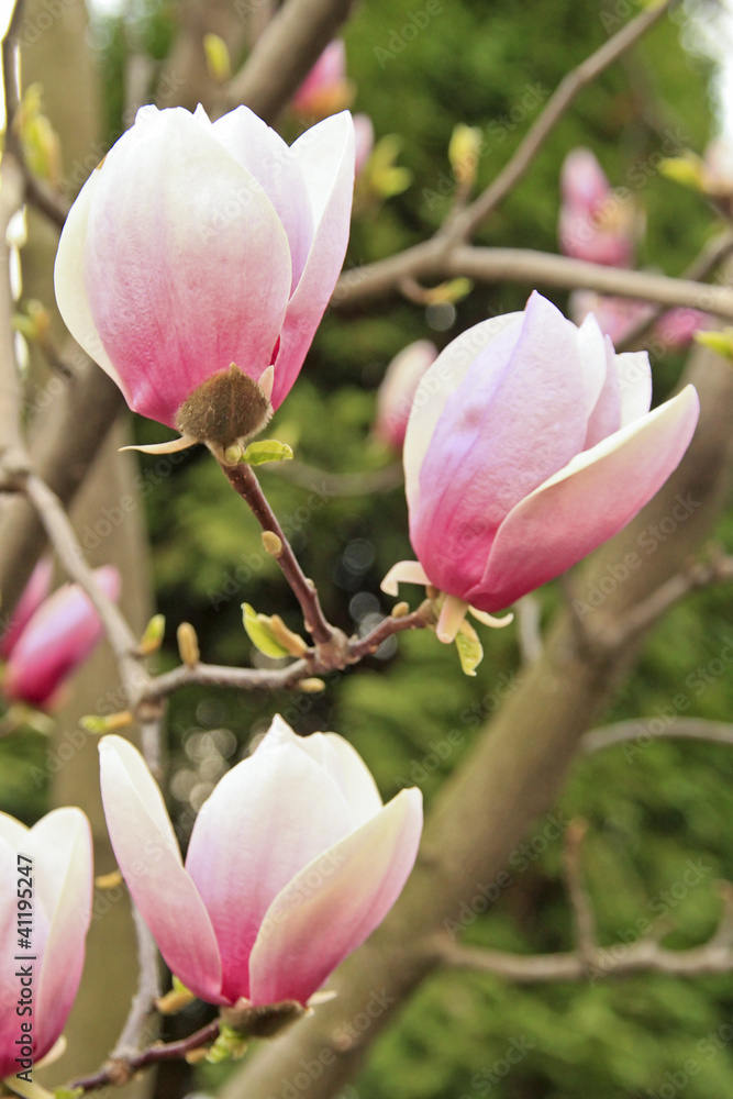 Blooming tree Blooming tree