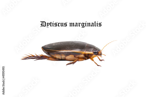 Water floating bug (Dytiscus marginalis)