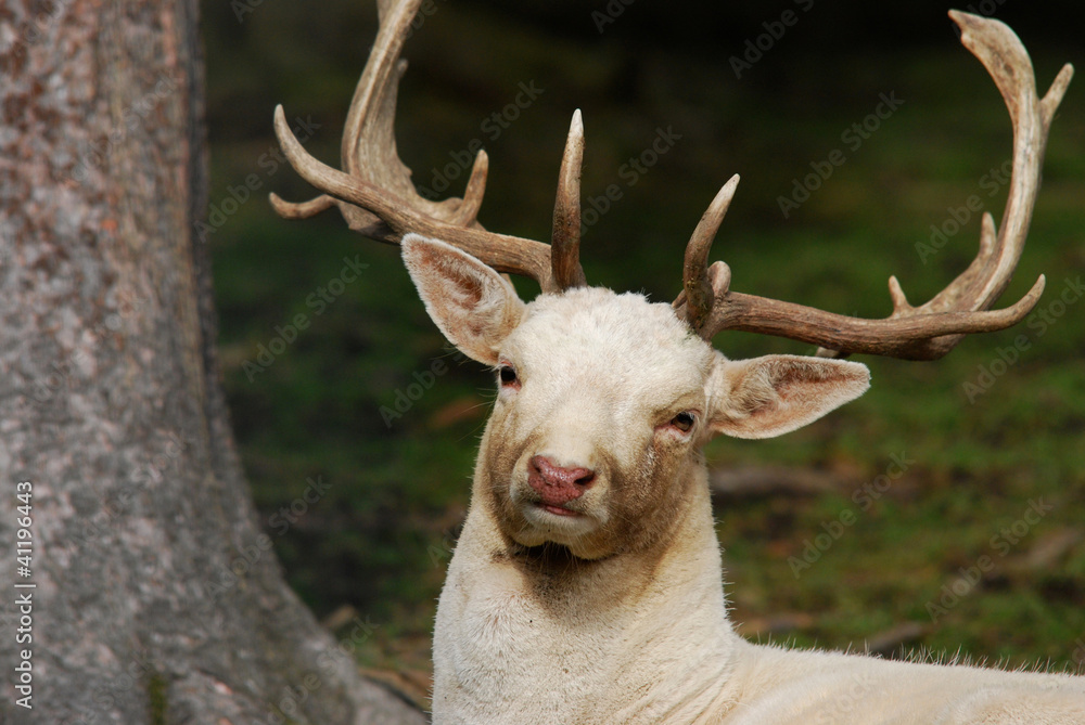 white deer in the forest