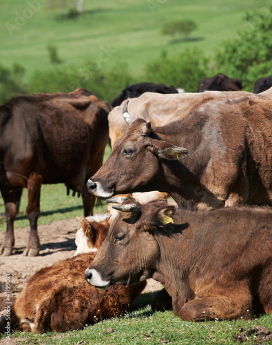 Bulgarian brown cows