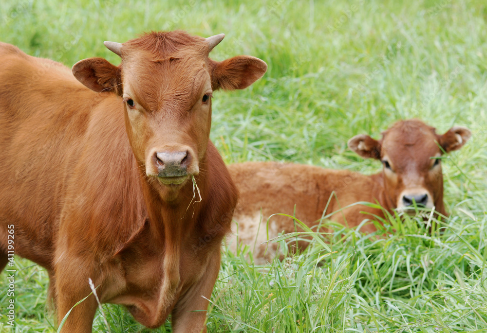 Young cows, calves, in a green meadow