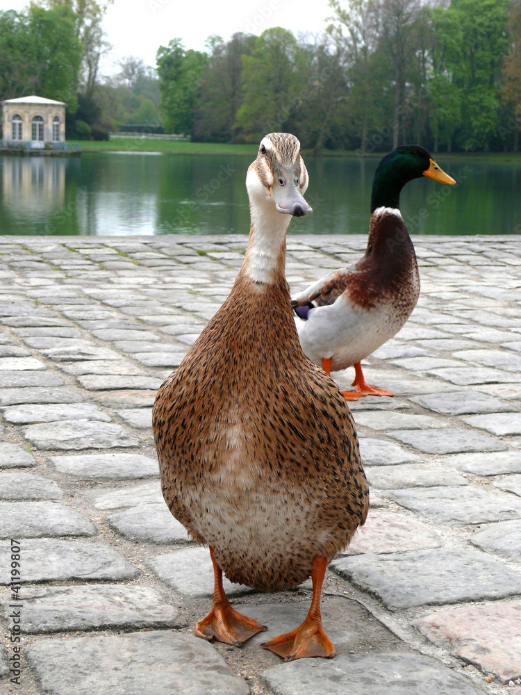 Fototapeta premium Canards