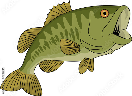 Bass fish