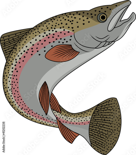 Trout fish