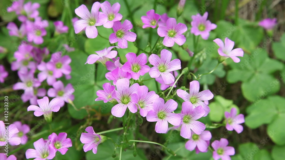 Pink oxalis(Oxalis corymbosa) in garden Pink oxalis(Oxalis corymbosa) in garden