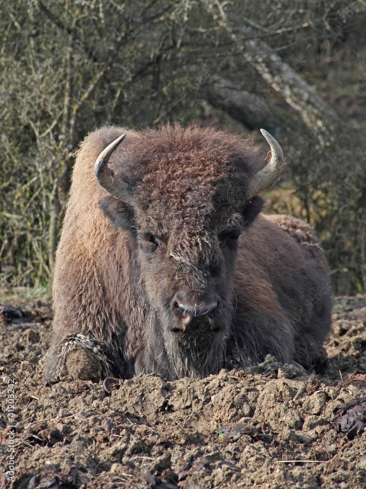 Bison Bison