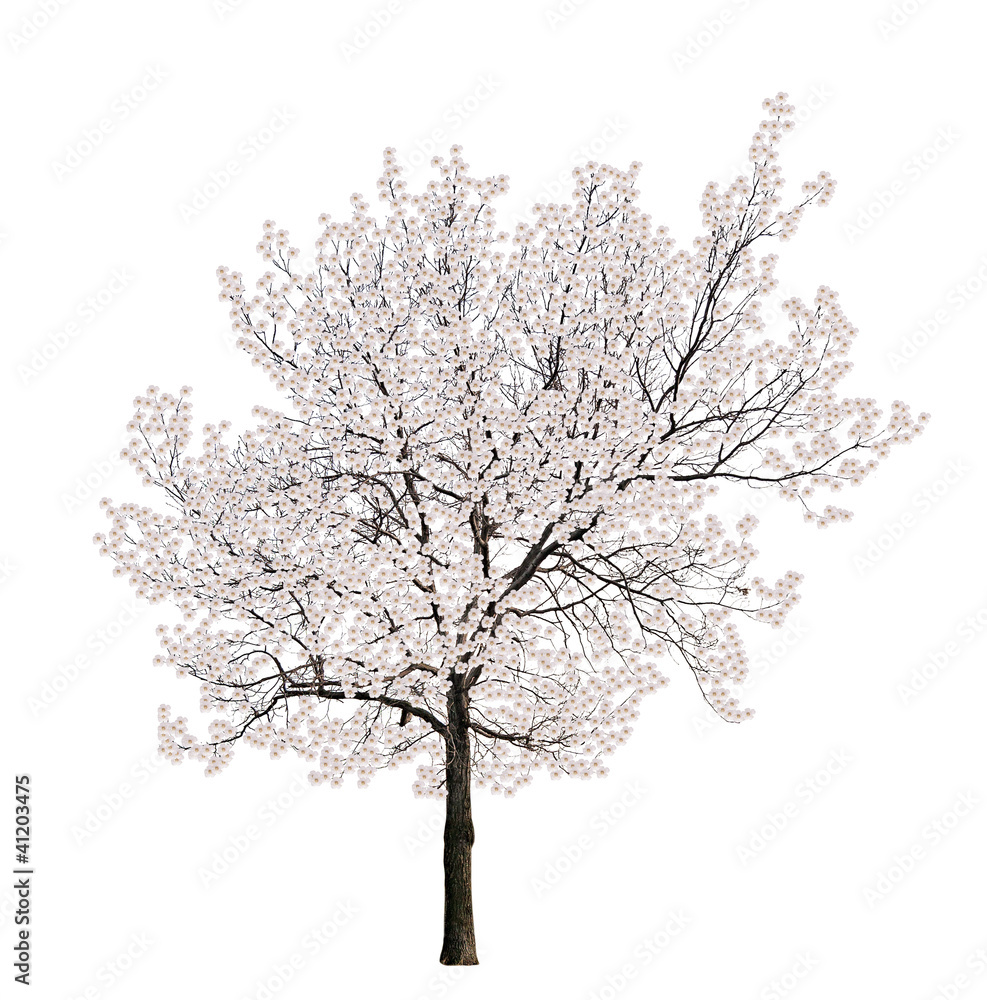 isolated tree white blossom