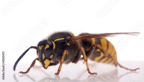 single wasp with reflection © Alexander Potapov