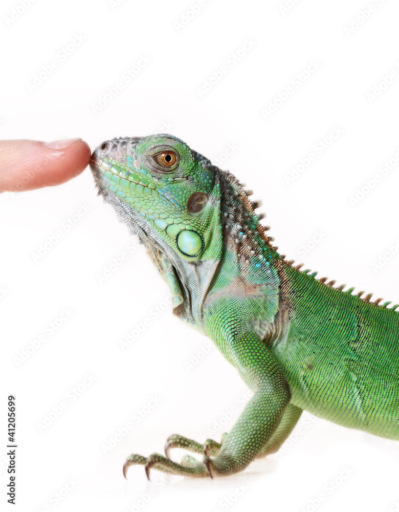 Obraz premium Green iguana