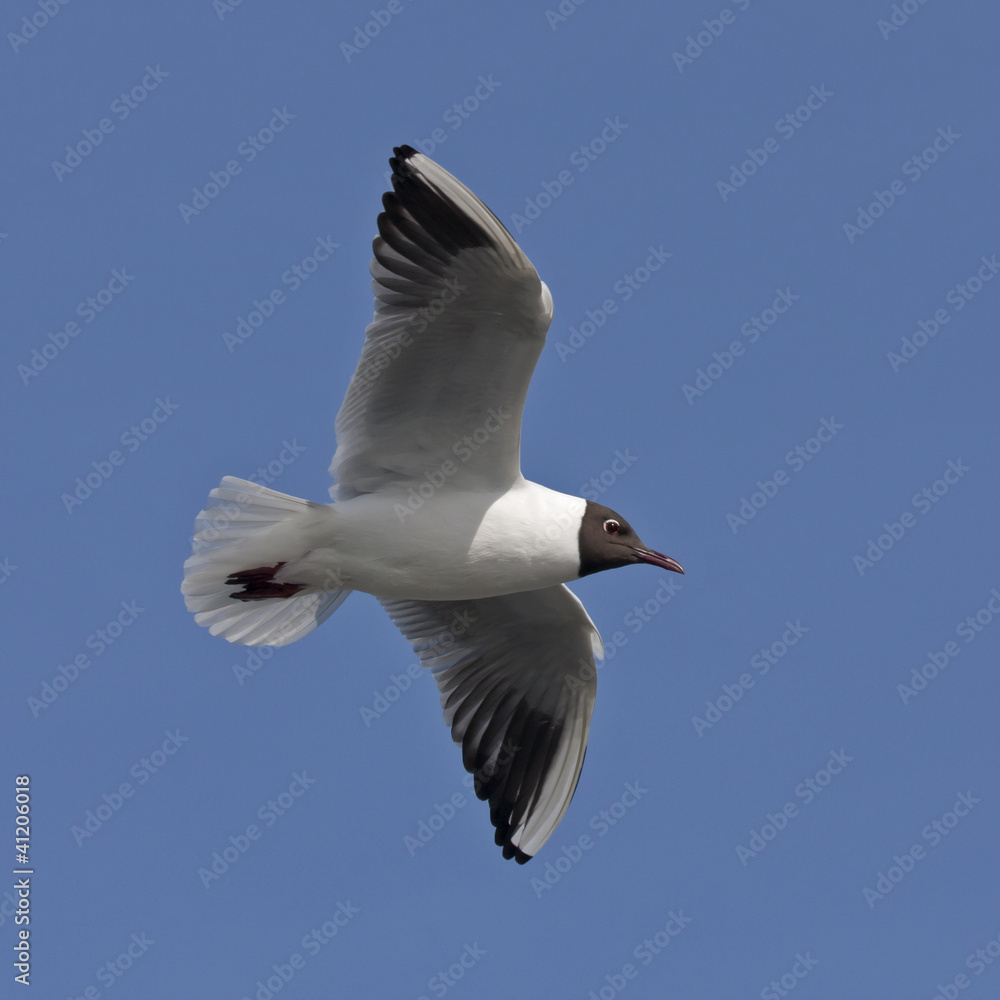 Black-headed gull flying on the blue sky Black-headed gull flying on the blue sky