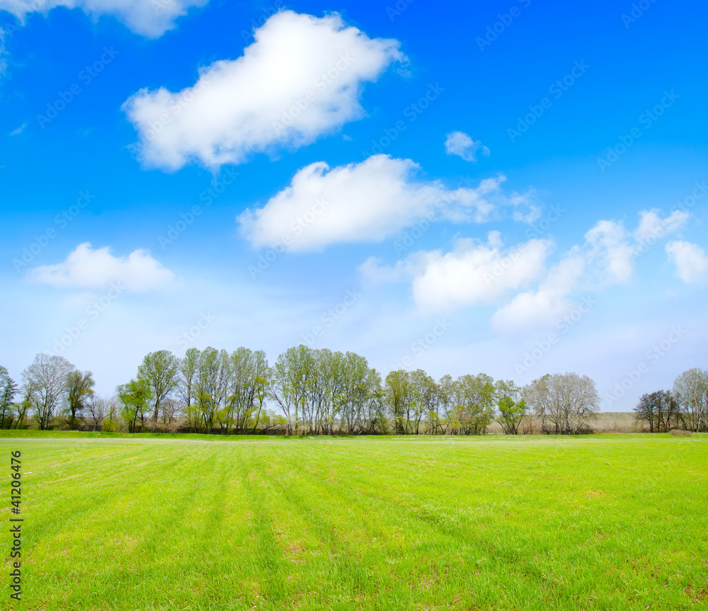 Fototapeta premium field