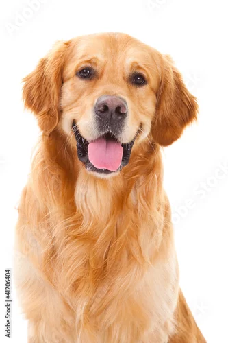 Obraz golden retriever dog sitting on isolated  white
