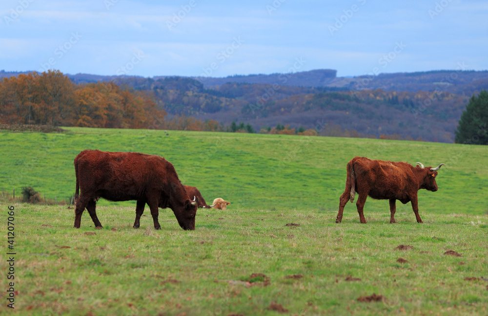 Brown cattles