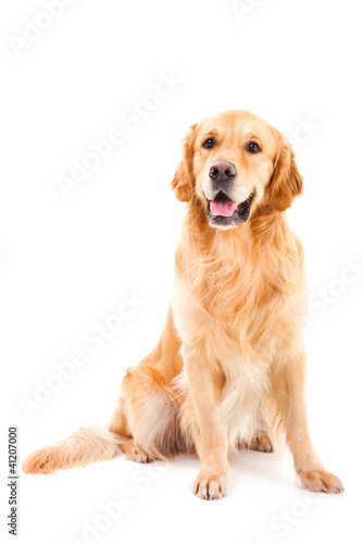 golden retriever dog sitting on isolated  white photo