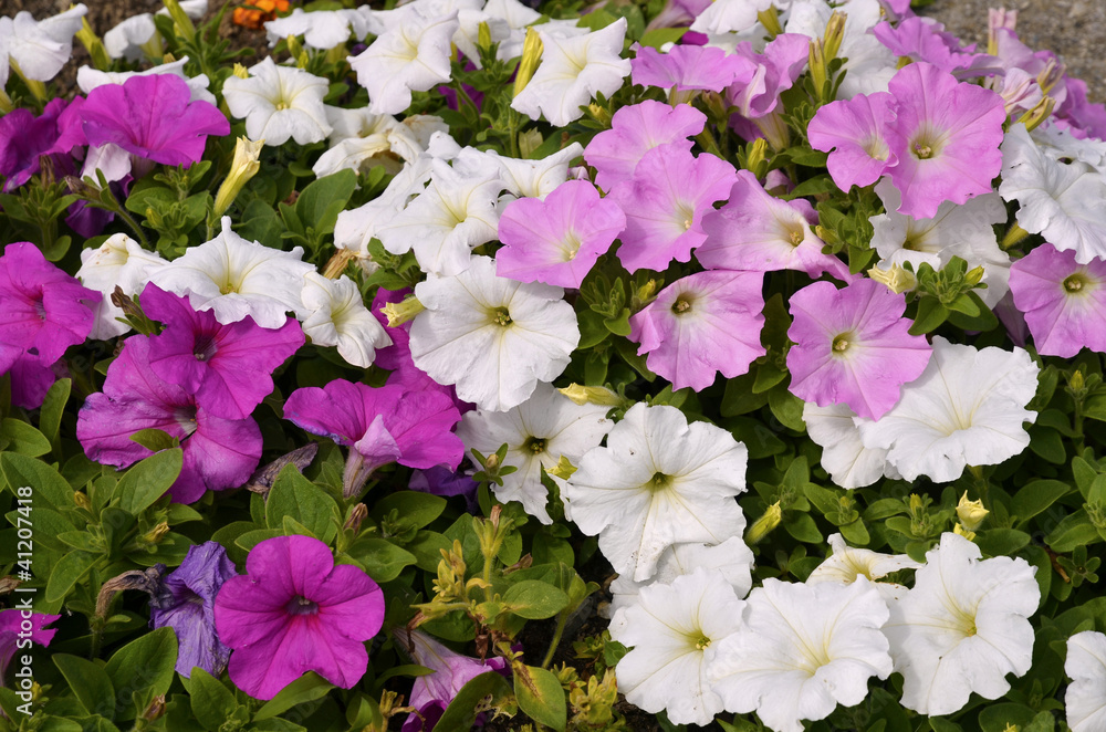 Background of blooming petunia surfinia Background of blooming petunia surfinia