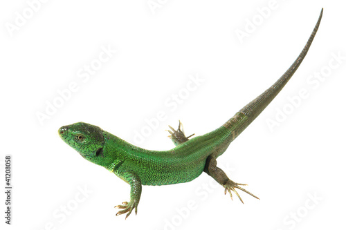 green lizard © fotomaster