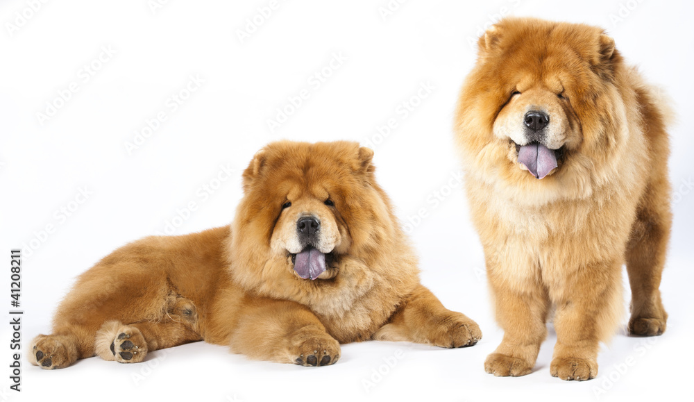 Chines chow chow dog isolated on a white background Chines chow chow dog isolated on a white background