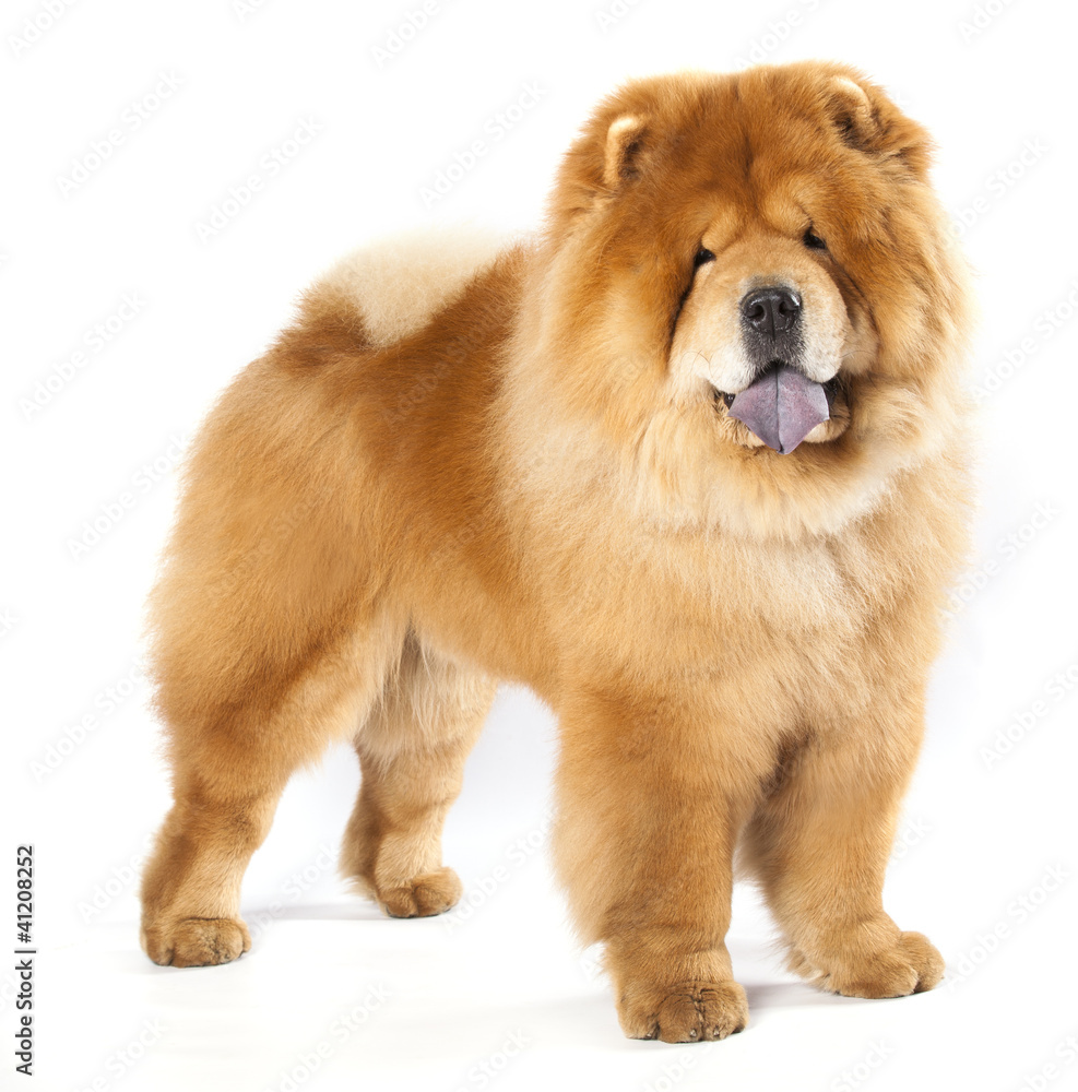 Chines chow chow dog isolated on a white background