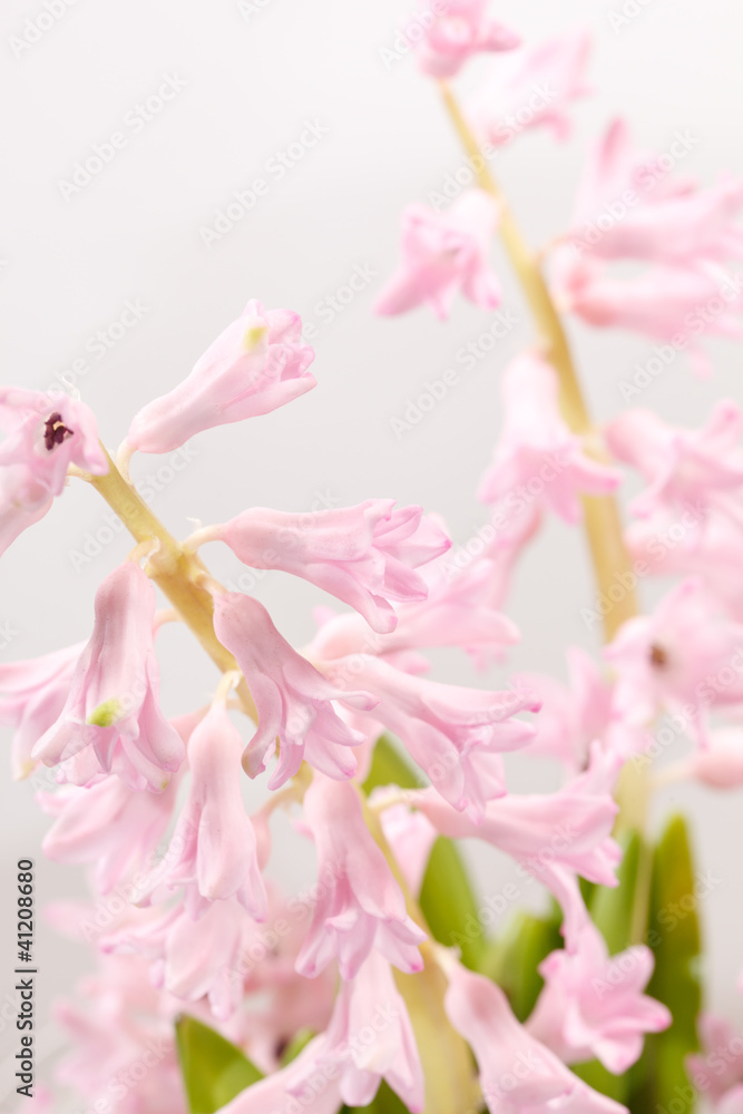 Naklejka premium hyacinth flowers