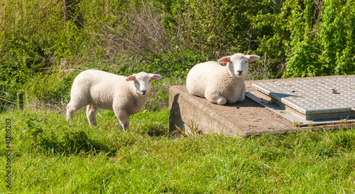 Two little lambs curiously looking
