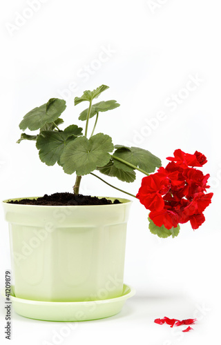Fototapeta Naklejka Na Ścianę i Meble -  Beautiful red geranium in a flower pot on a white background.