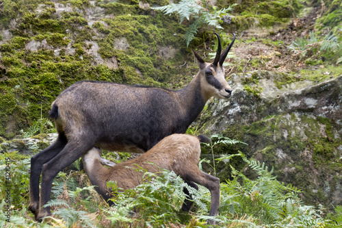 Female puppy with suede