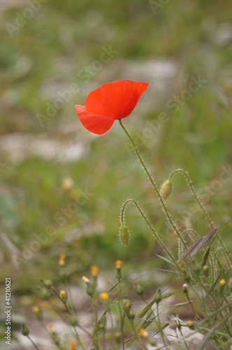 Coquelicot