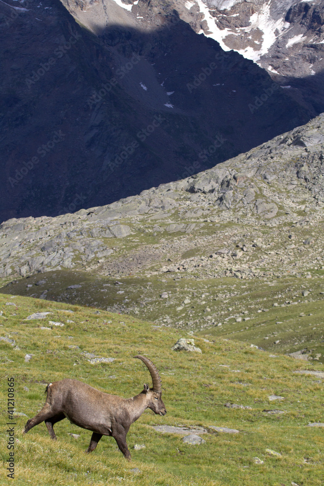 Portrait of young ibex in the Alps