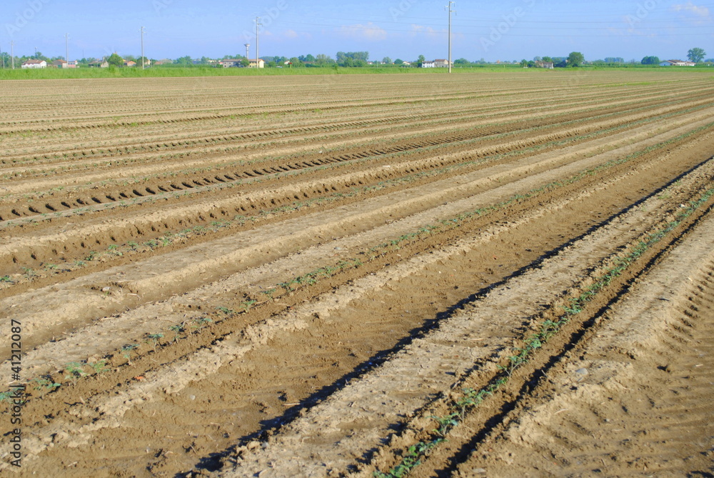 rows of green seedling in a tomatoes field rows of green seedling in a tomatoes field