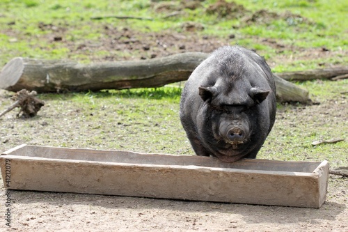 Hängebauchschwein am Futtertrog
