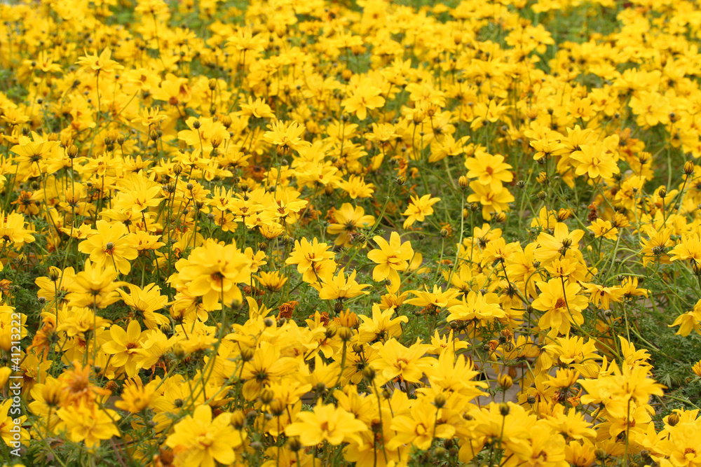 Obraz premium helianthus_ fiori gialli