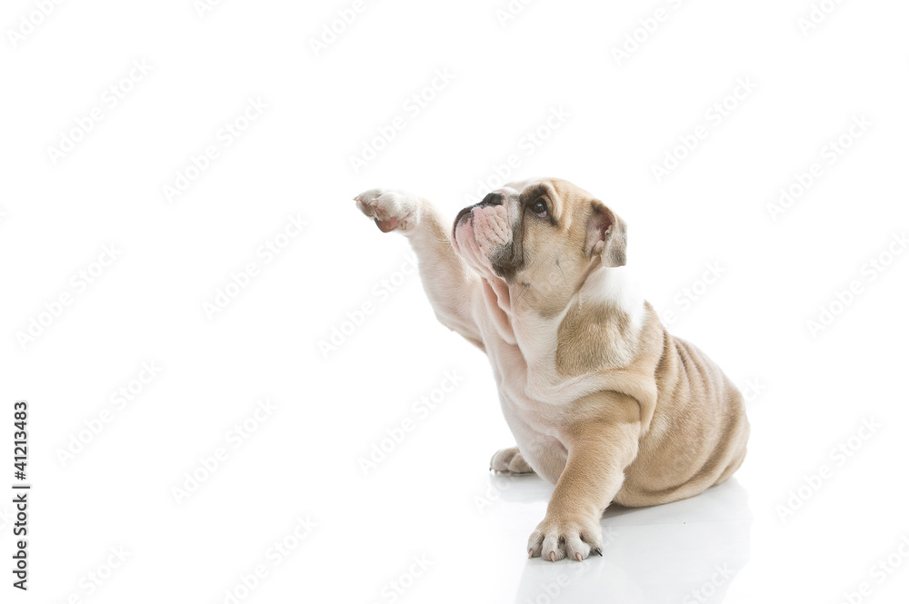 Cute english bulldog puppy isolated Cute english bulldog puppy isolated