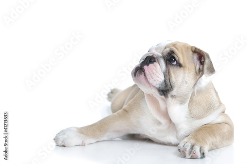 Cute english bulldog puppy isolated