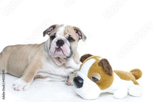 Cute English bulldog puppy with a toy bulldog © Tatiana Katsai