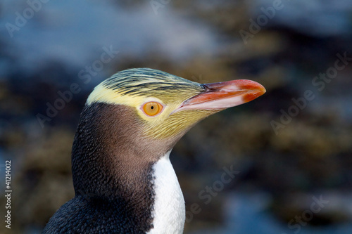Yellow-eyed Penguin
