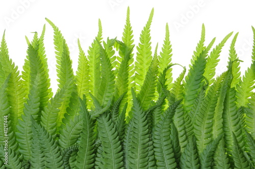Fern leaves on a white background grass