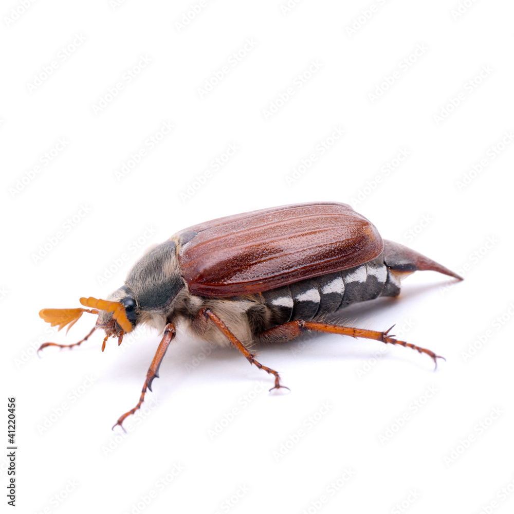 Maikäfer Maikäfer