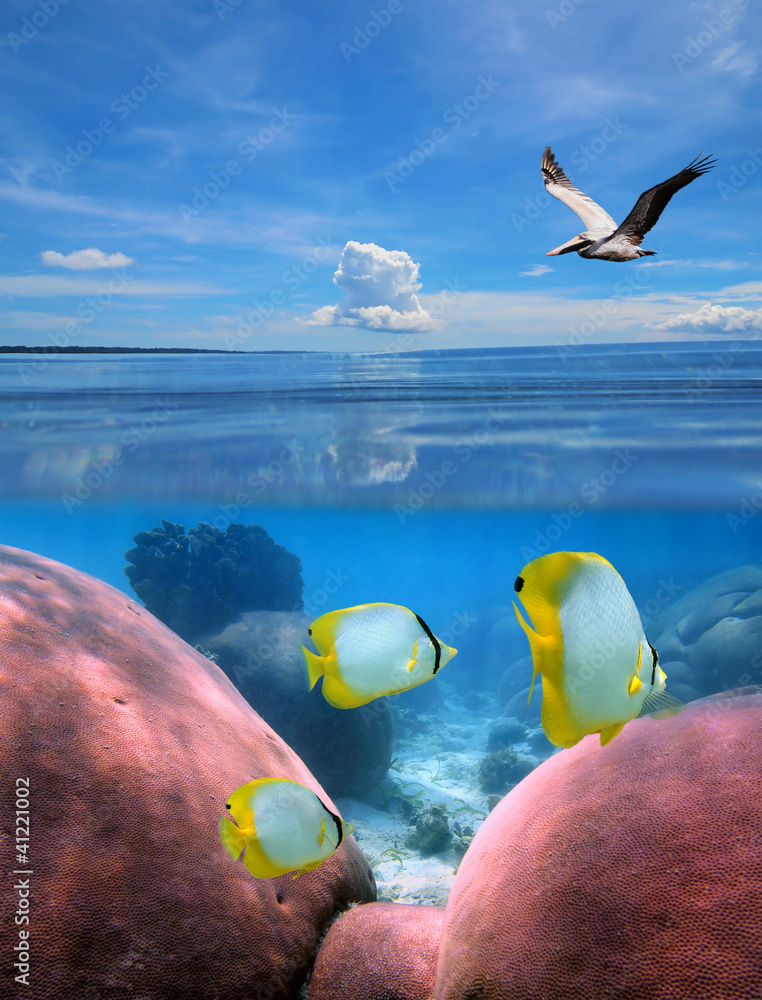 Fototapeta premium Seascape above and below sea surface with a pelican flying over water, and tropical fish in a coral reef underwater, Caribbean sea